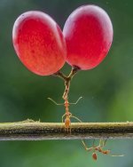ant lifting grapes.JPG
