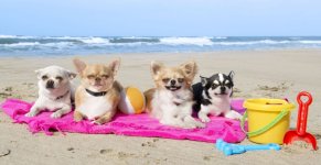 Dogs on Beach.JPG