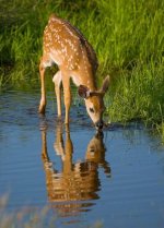 deer with reflection.JPG