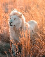 white lion in brown grass.JPG