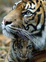 tiger mom and child.JPG