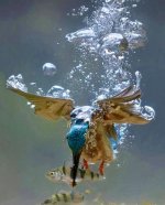 kingfisher catch.JPG
