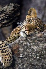 baby leopard.JPG