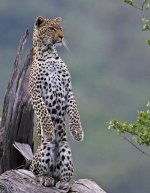 standing leopard.JPG