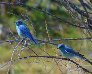 Mtn-Bluebirds-Roderick-Malcolm-e1521574726670.jpg