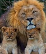 mother lion with cubs.JPG