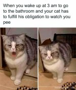 funny-cat-posts-pics-meow-irl-164-611f9710567c0__700.jpg