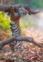 stretching tiger.JPG
