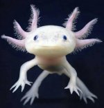 axolotl.JPG